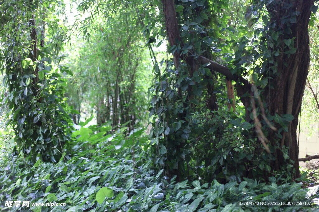 茂密丛林中的繁茂绿植