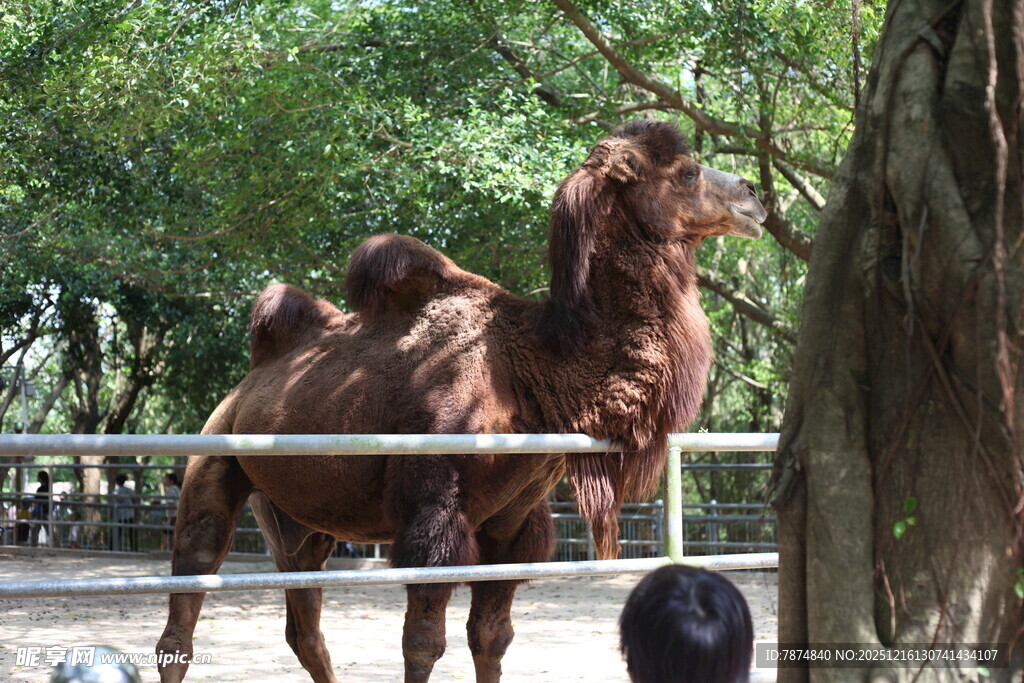 动物园中站立的棕色骆驼