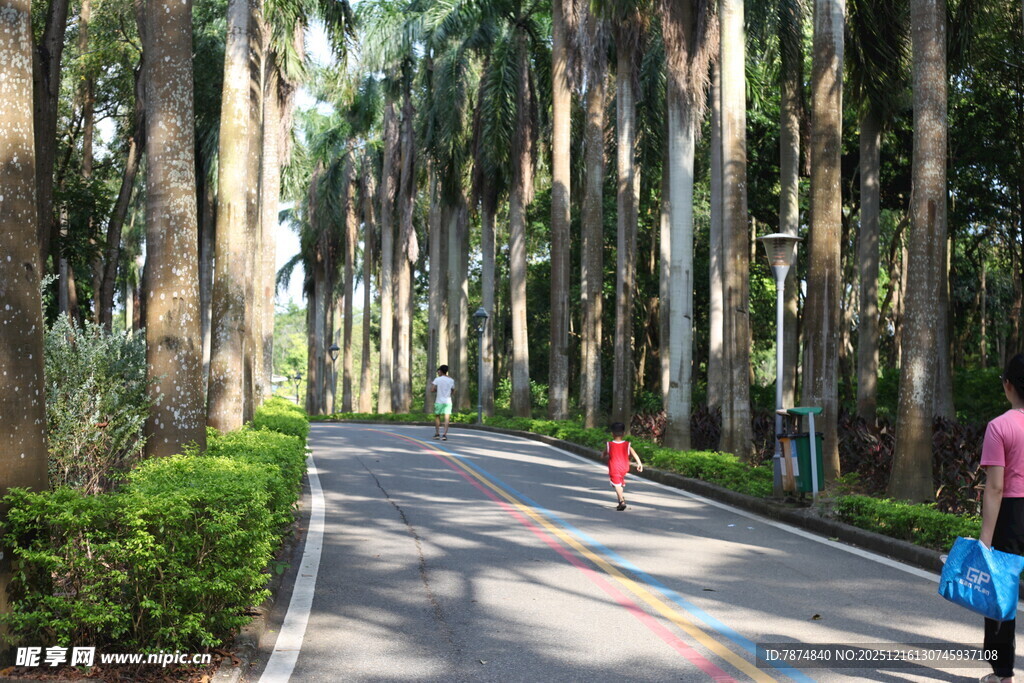 林荫道上的休闲漫步时刻