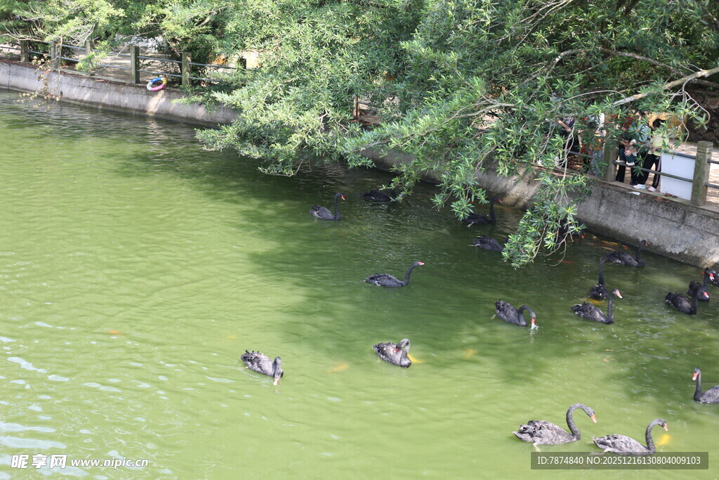 池塘中群鸭嬉戏