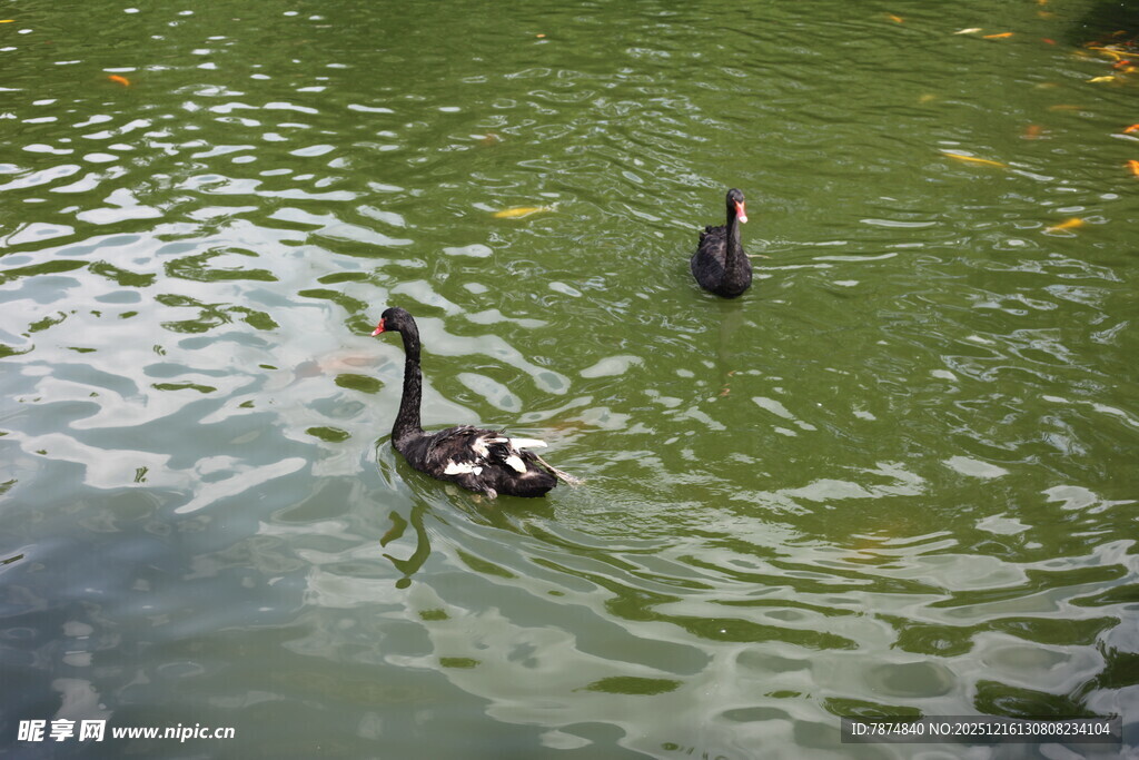 池塘中悠游的两只鸭子