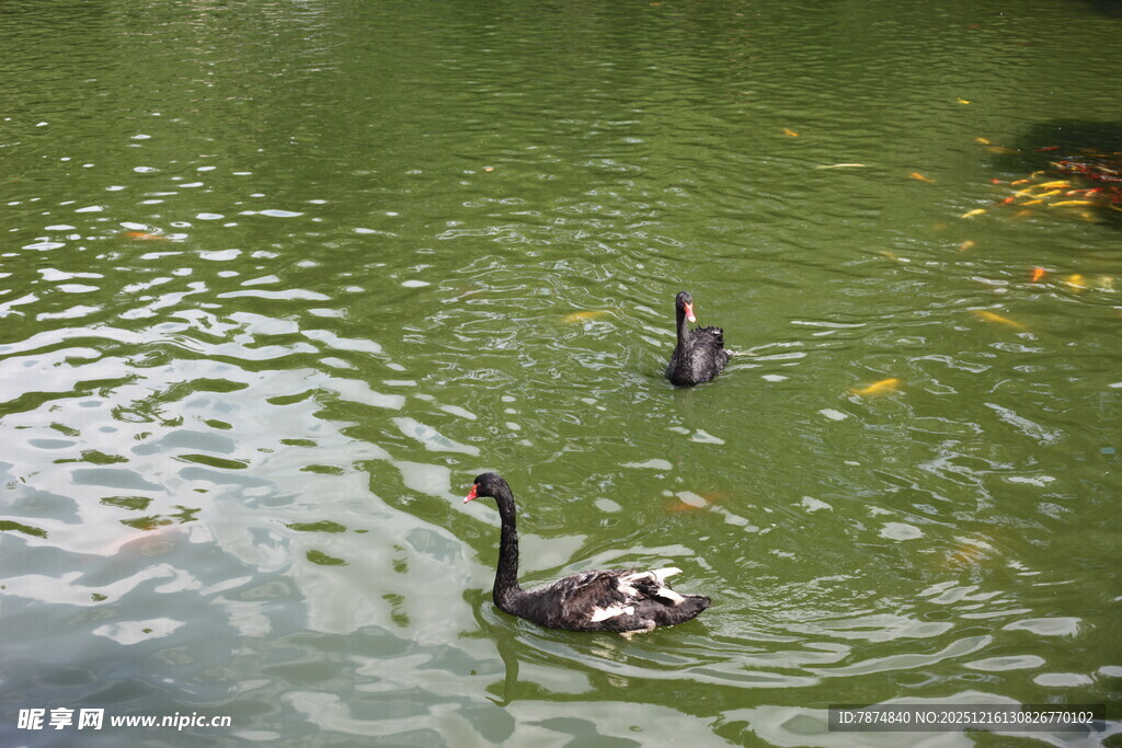 池塘中悠游的两只黑天鹅