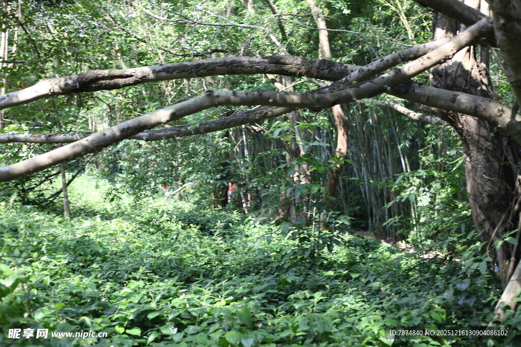 繁茂树林中的弯曲树枝