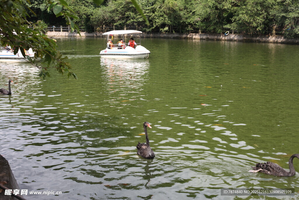 湖畔游船与戏水天鹅