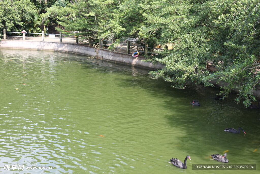 湖畔绿树间的悠闲水鸟