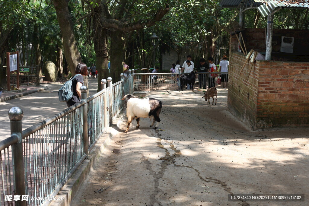 乡村小道上的悠闲羊群