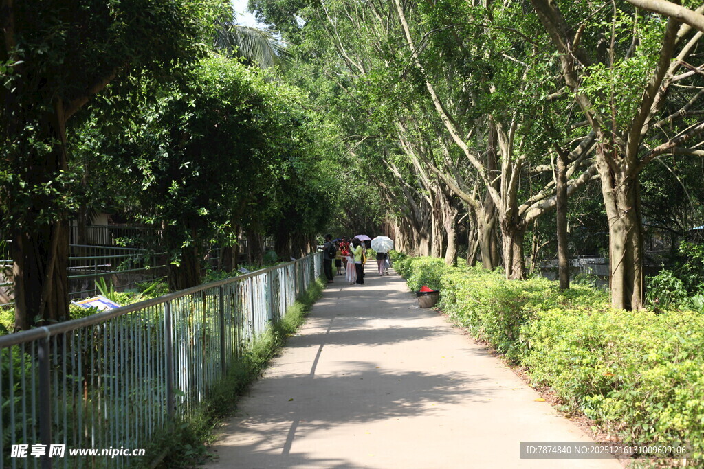 林荫小道静谧的漫步之路