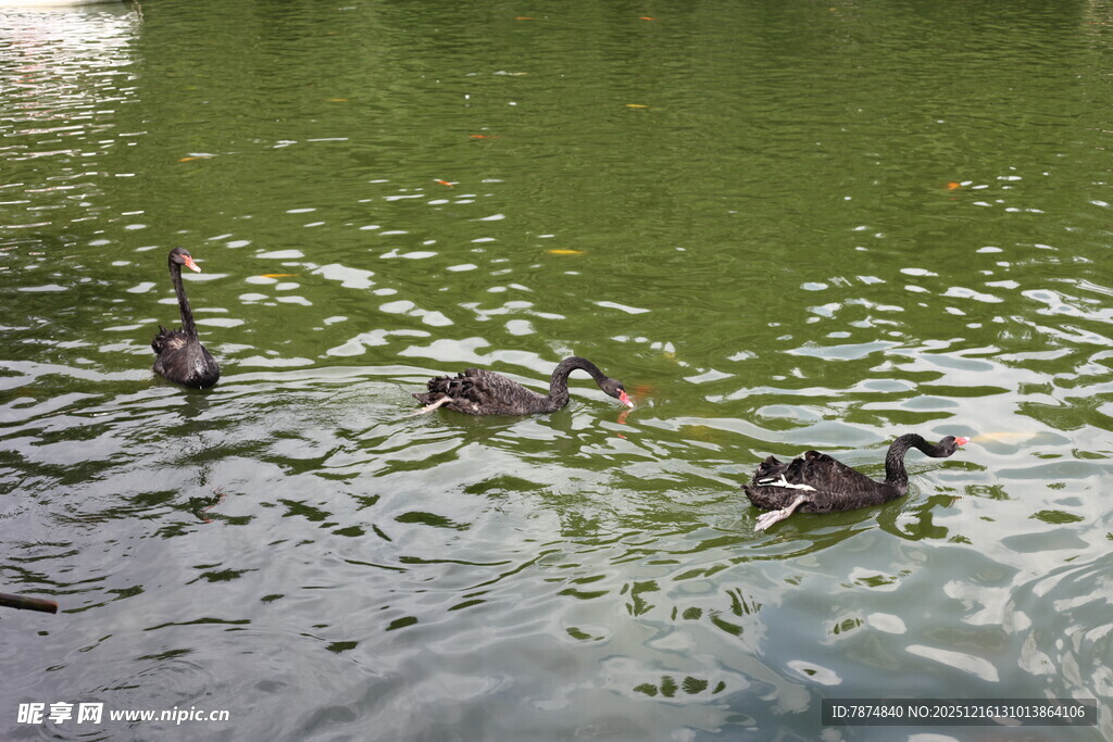 湖面上悠游的几只鸭子