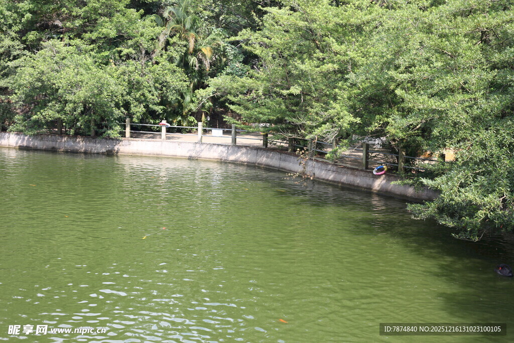 湖畔绿树环绕的宁静水域