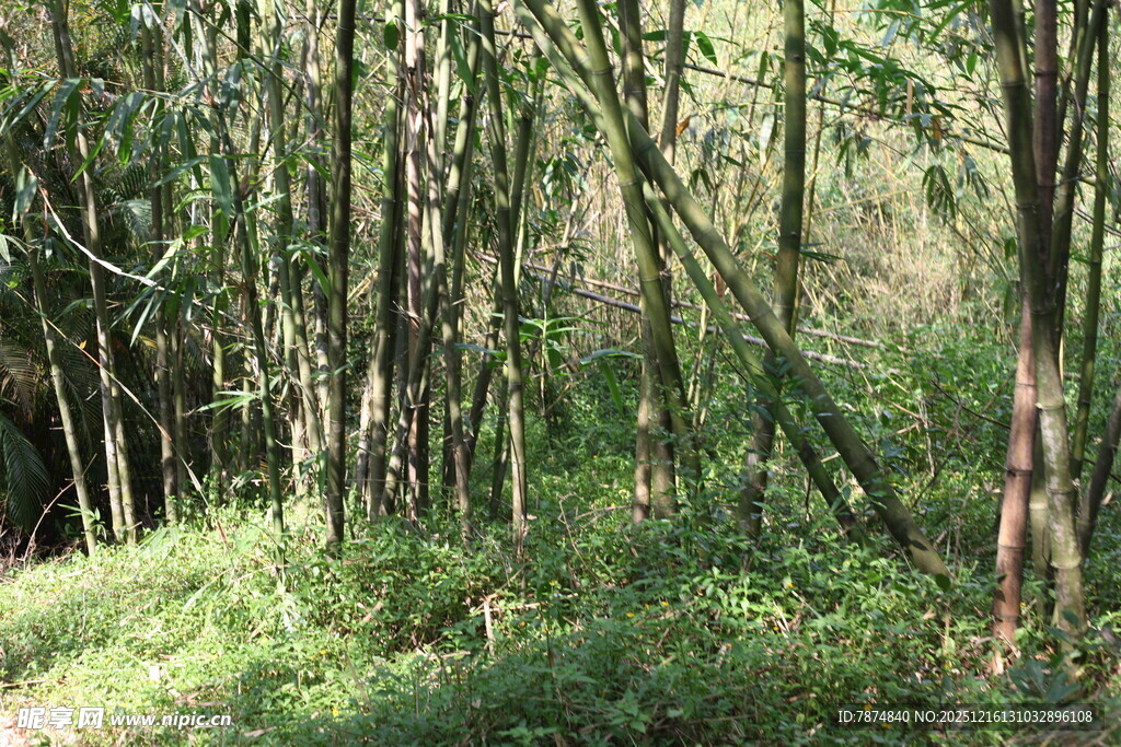 茂密树林中的自然景致