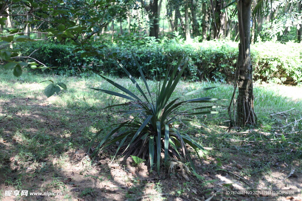 林间龙舌兰植物景观