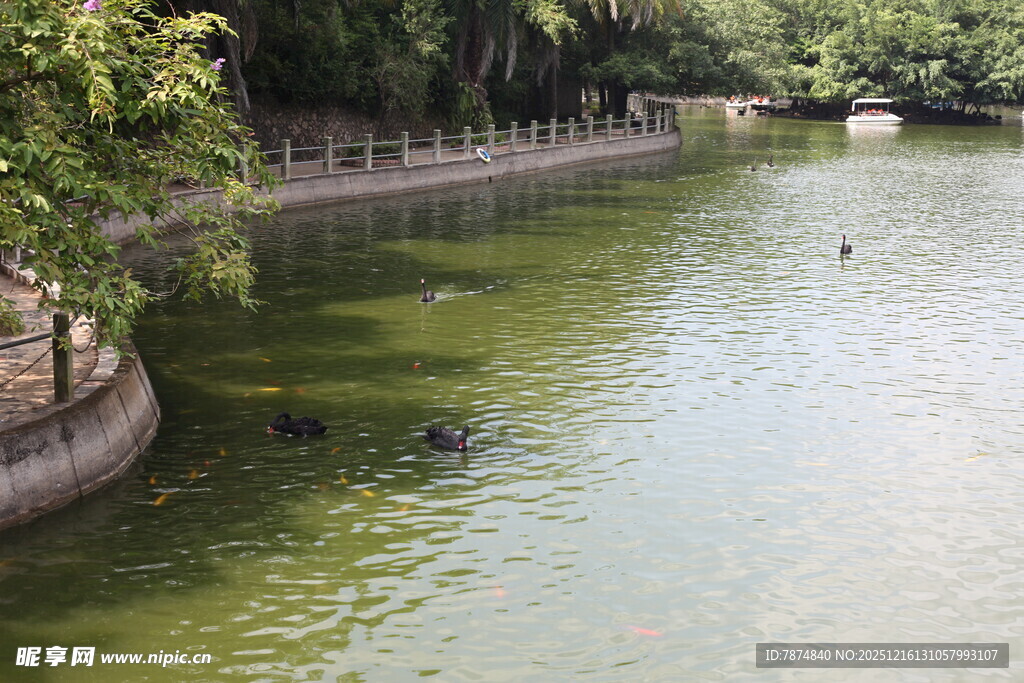 河畔绿荫下的宁静水域