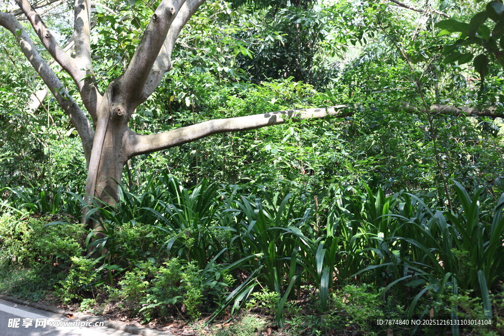 路边繁茂绿植与倾斜树干