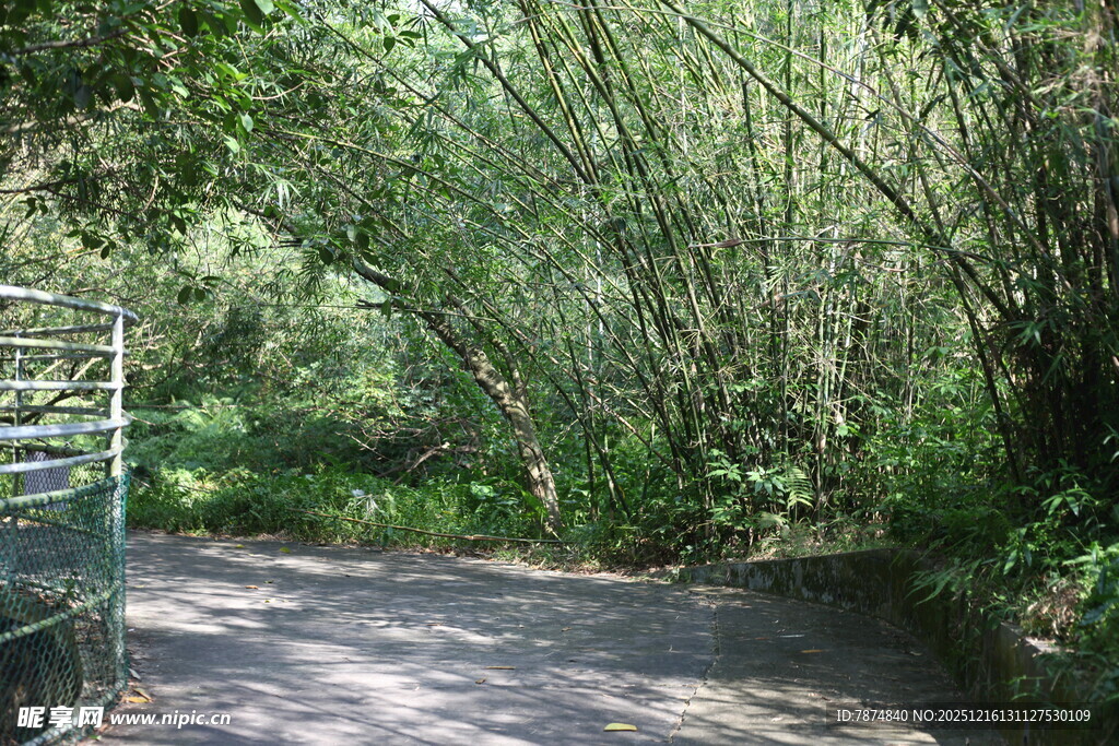 林间幽静小道