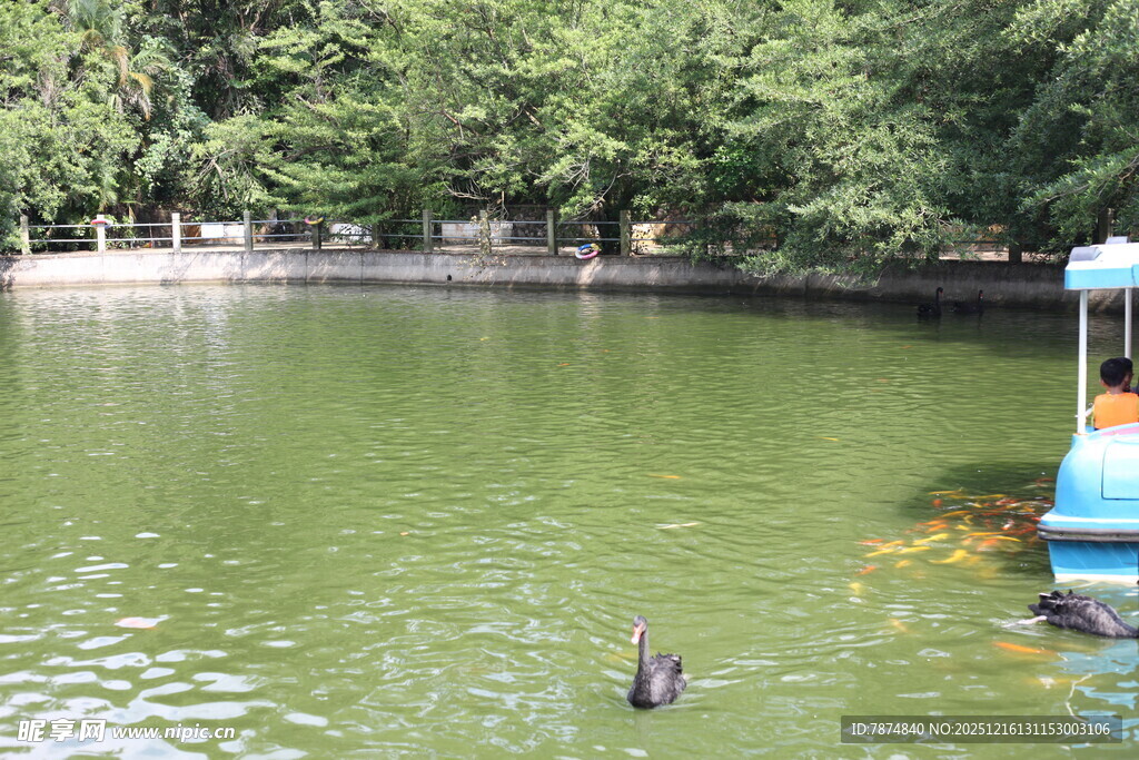 湖畔小船与水中动物
