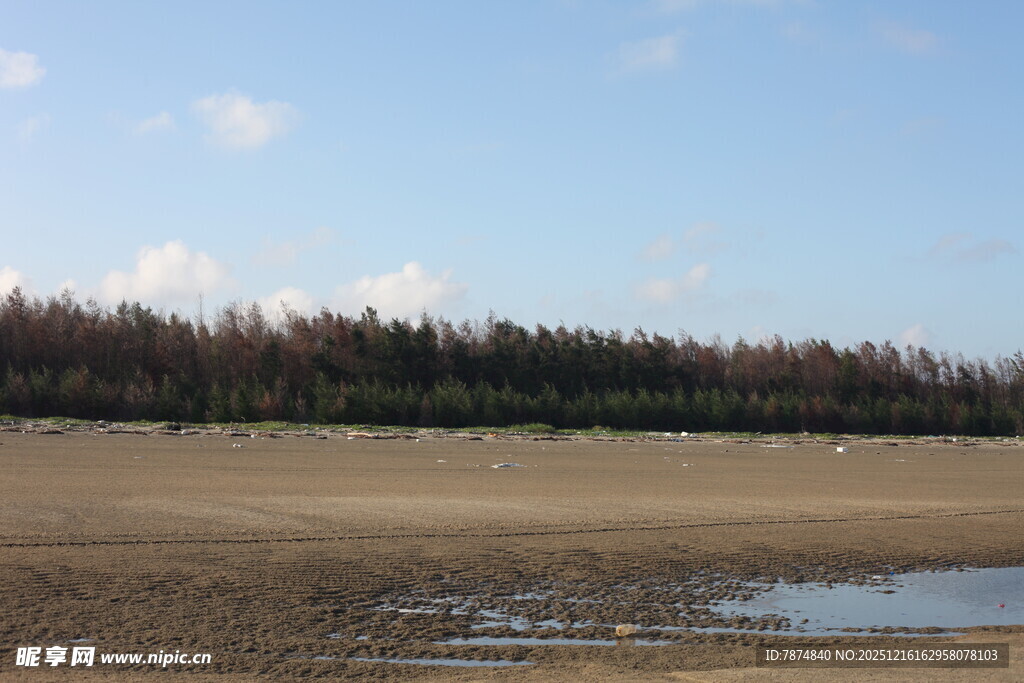 海边空旷滩涂与林木景观