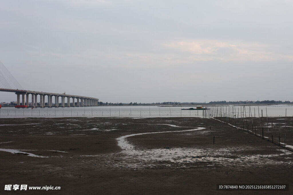 海滨湿地与远处跨海大桥