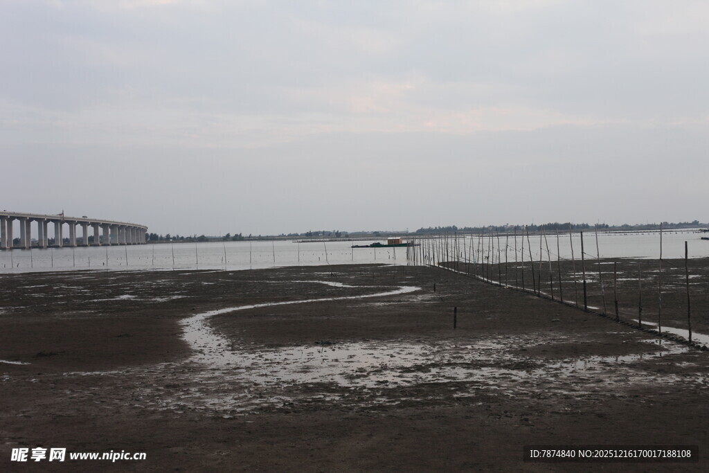 海滨湿地与远处桥梁景观