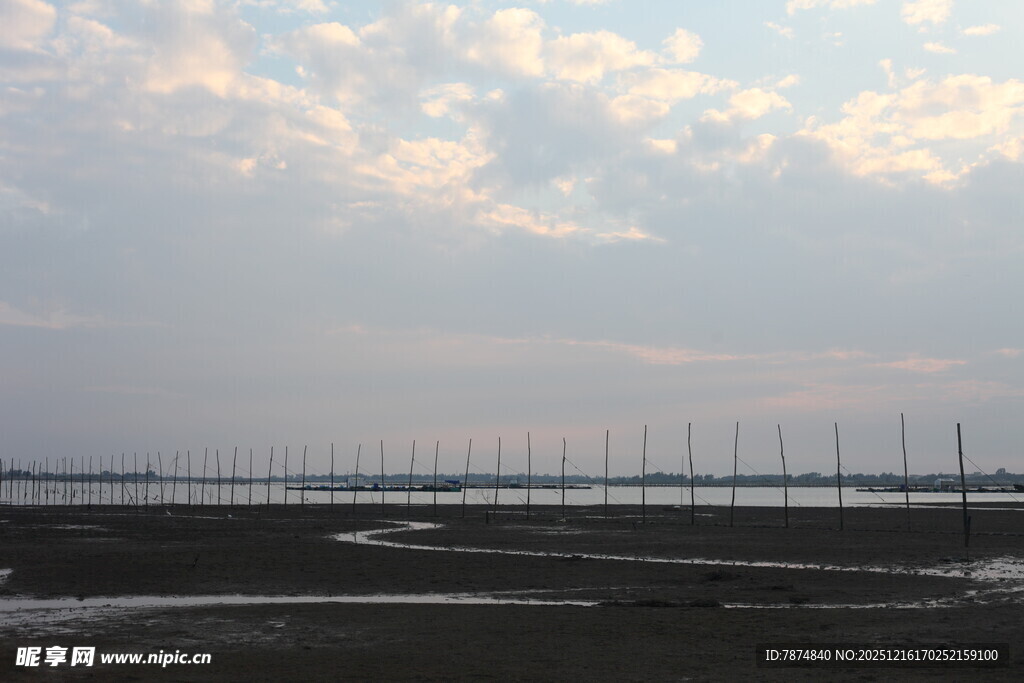 黄昏下的湿地与林立杆群