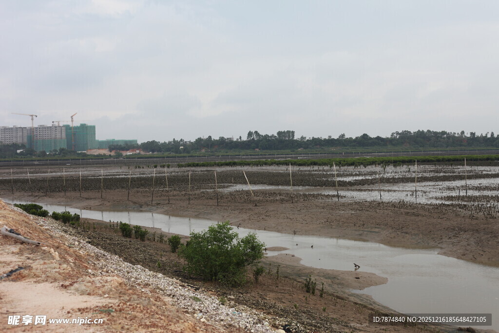 湿地景观 泥泞河岸与绿植