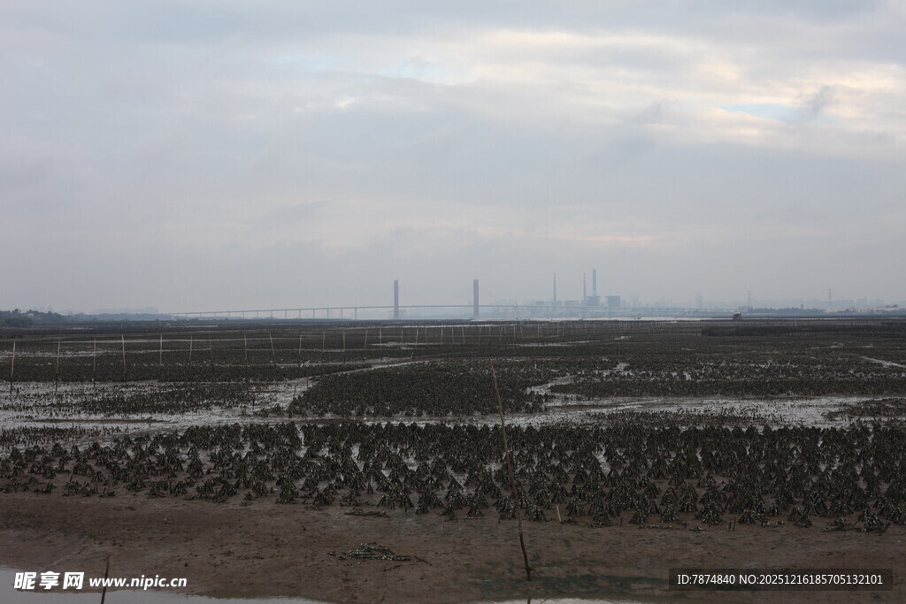 湿地景观 群鸟栖息之地