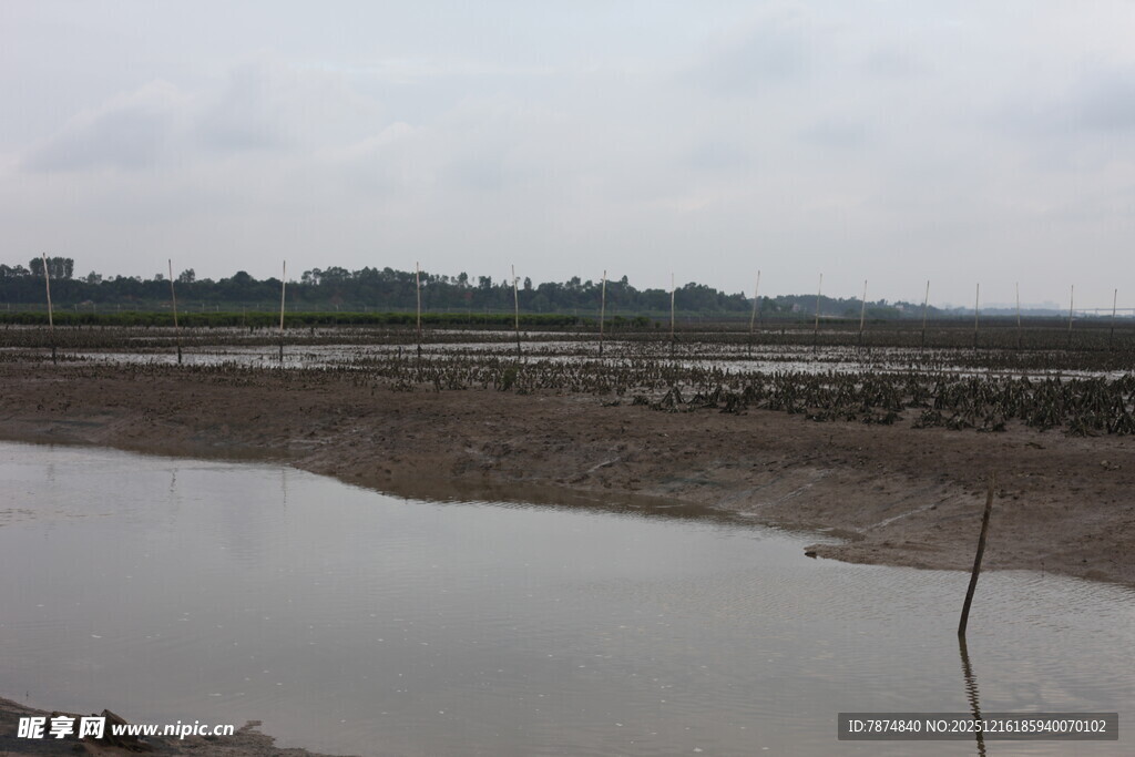 湿地景观 水域与泥滩景象