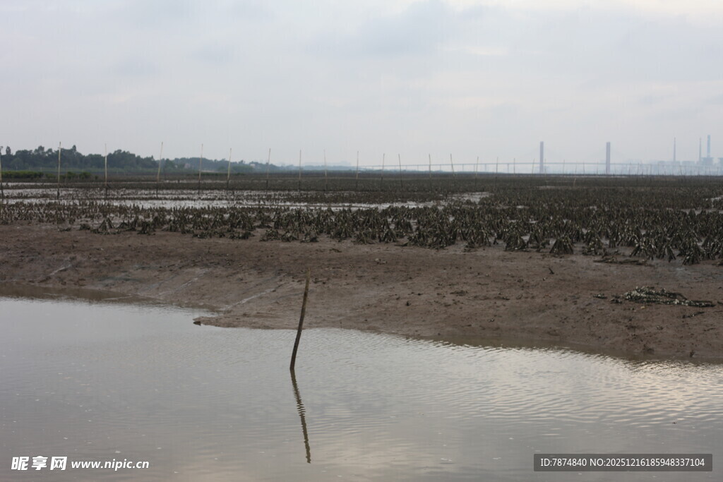 湿地滩涂景象