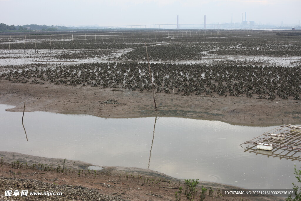 湿地滩涂景观