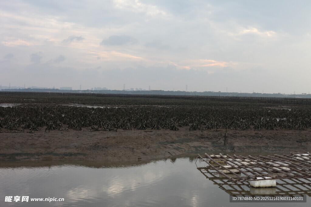 湖畔湿地景观俯瞰