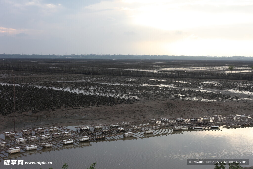 夕阳下的湿地景观