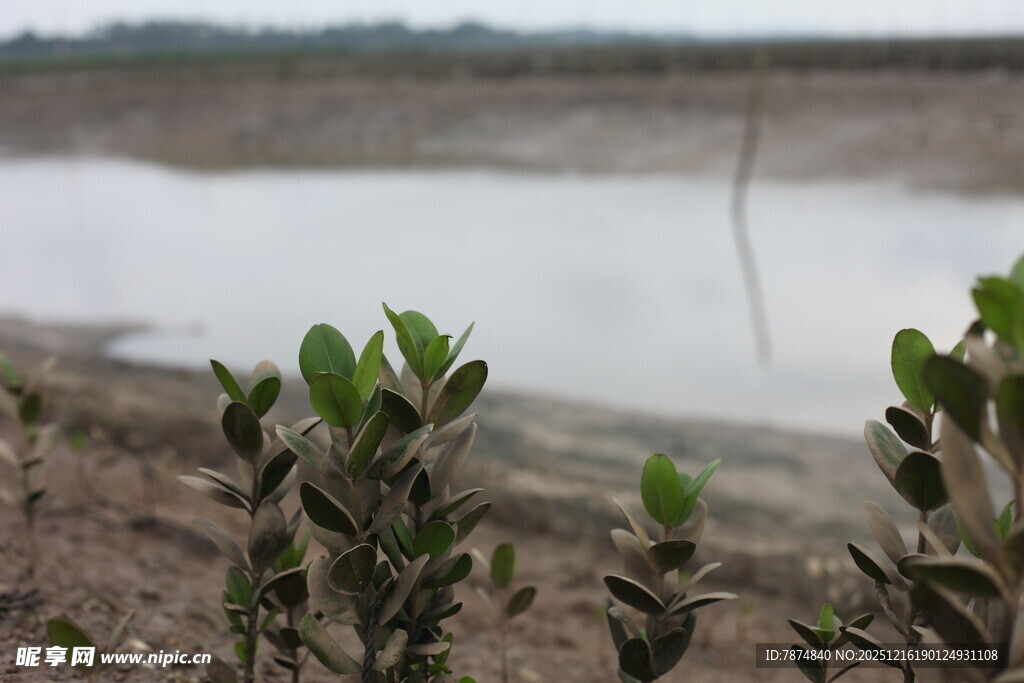 岸边新生绿植 水域相伴