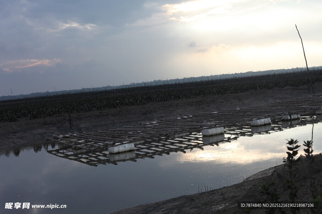 夕阳下的水田风光