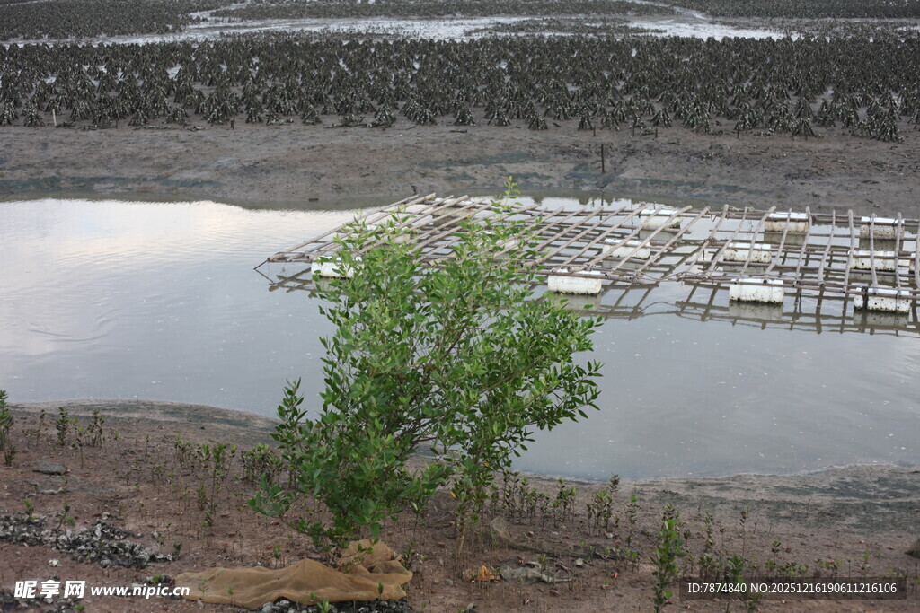 湖畔孤树 宁静自然景致