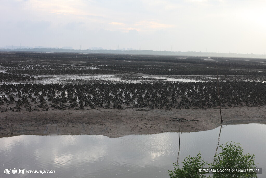 湿地景观中的繁茂植物