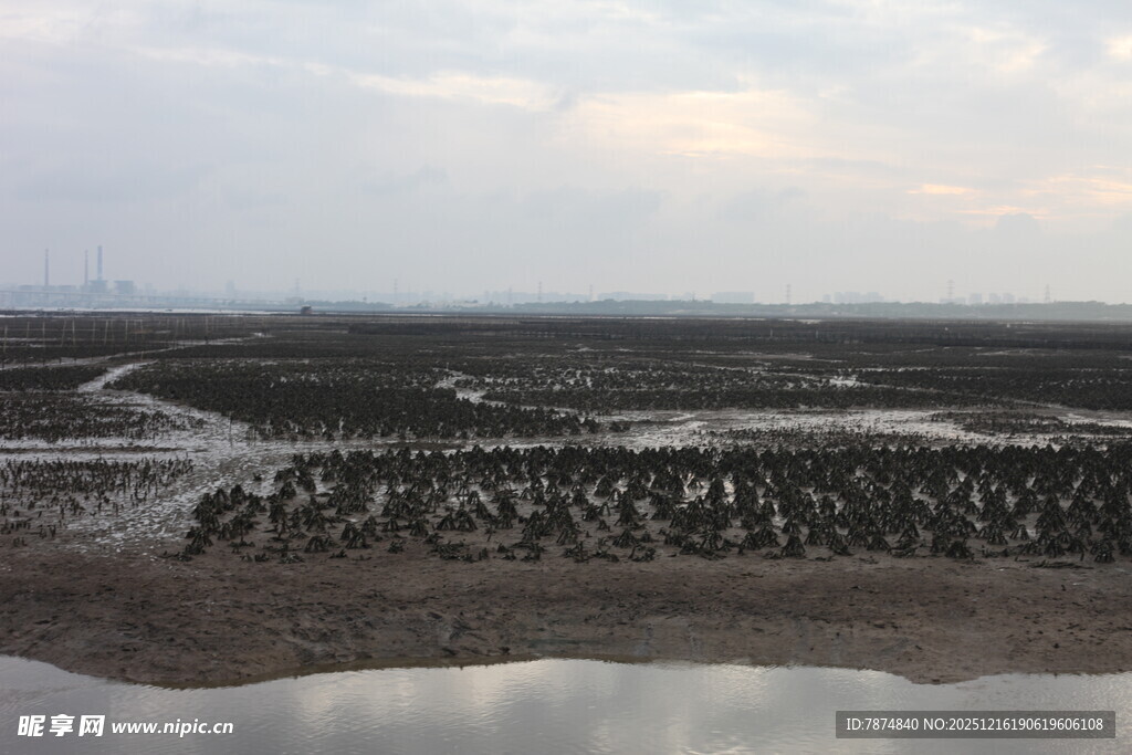 湿地风光 静谧的自然景象