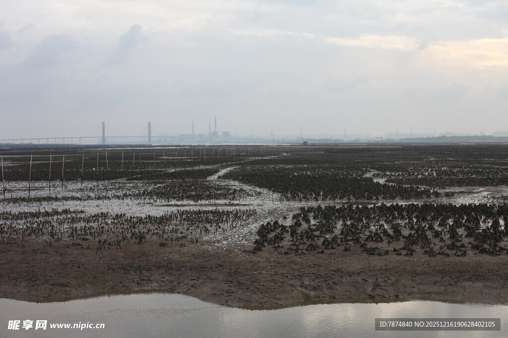 湿地景观 水域与滩涂景象
