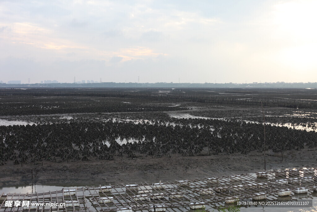 黄昏下的湿地景观
