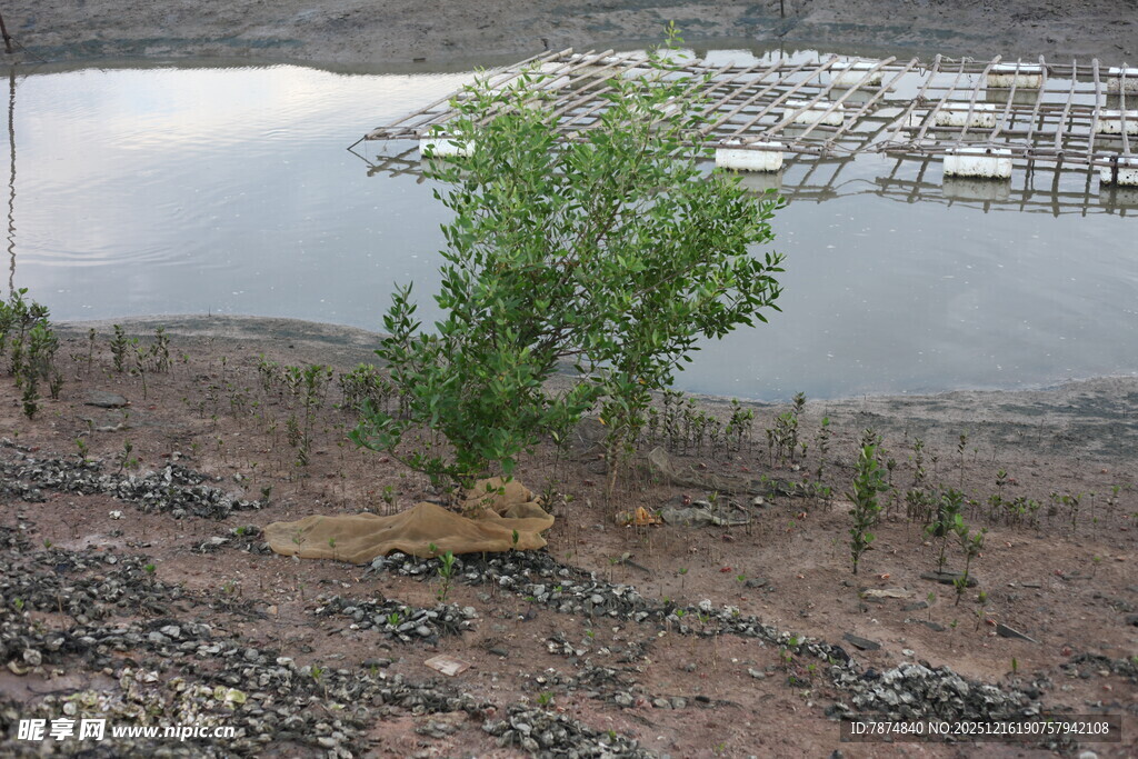 湖畔孤树 展现自然野趣