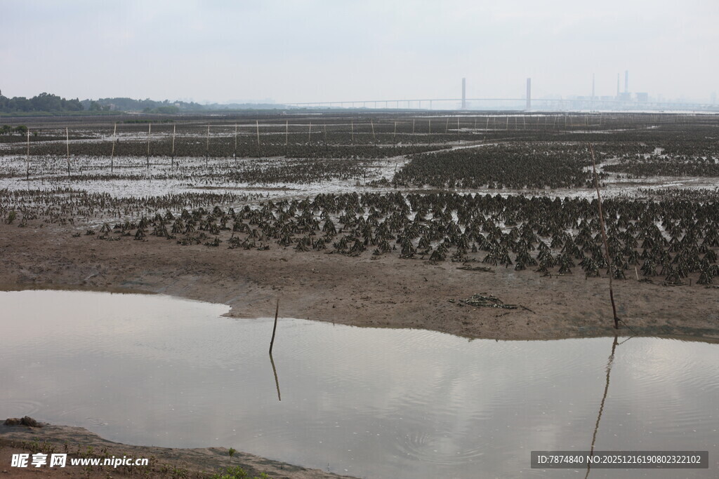 湿地滩涂景观