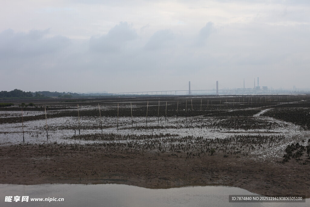 湿地景观 蜿蜒水道