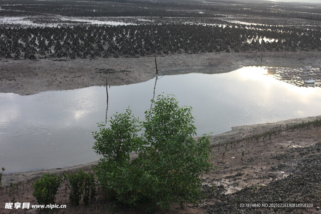 河岸绿植与平静水面景观