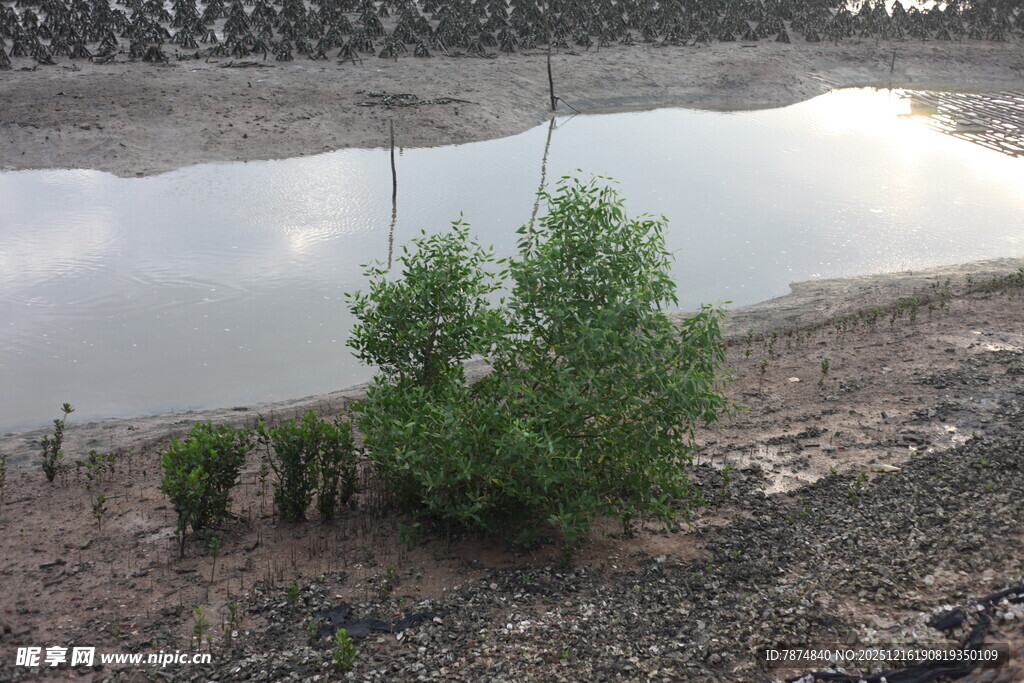 干旱土地上的孤树与水塘