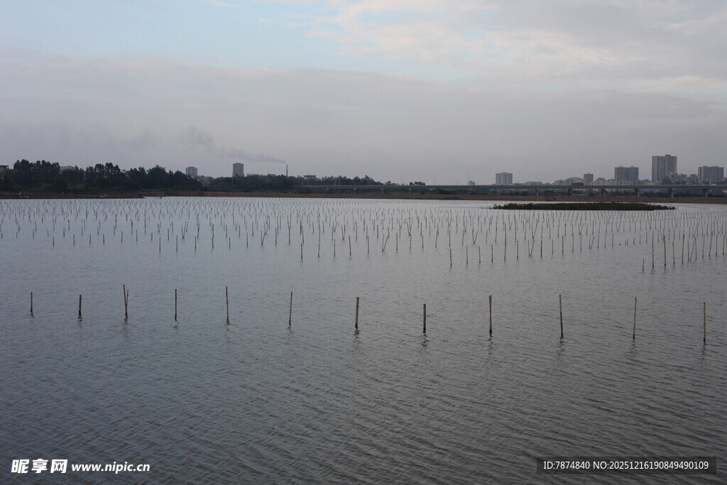 湖畔林立的水中桩景