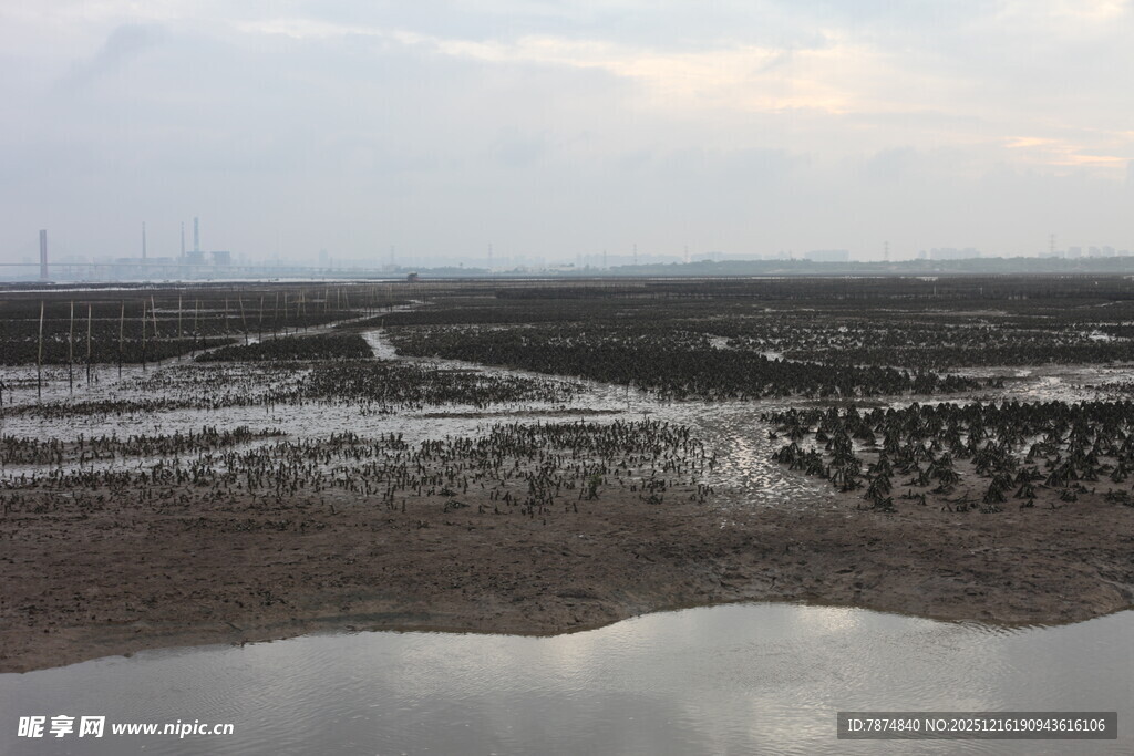湿地景观 泥泞滩涂水域