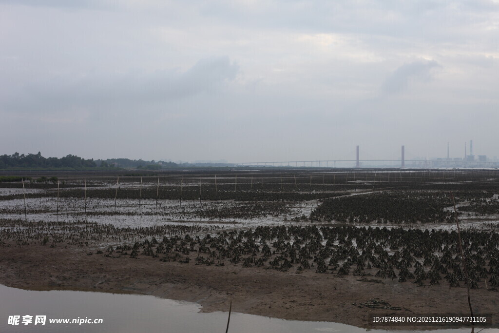 湿地滩涂景象