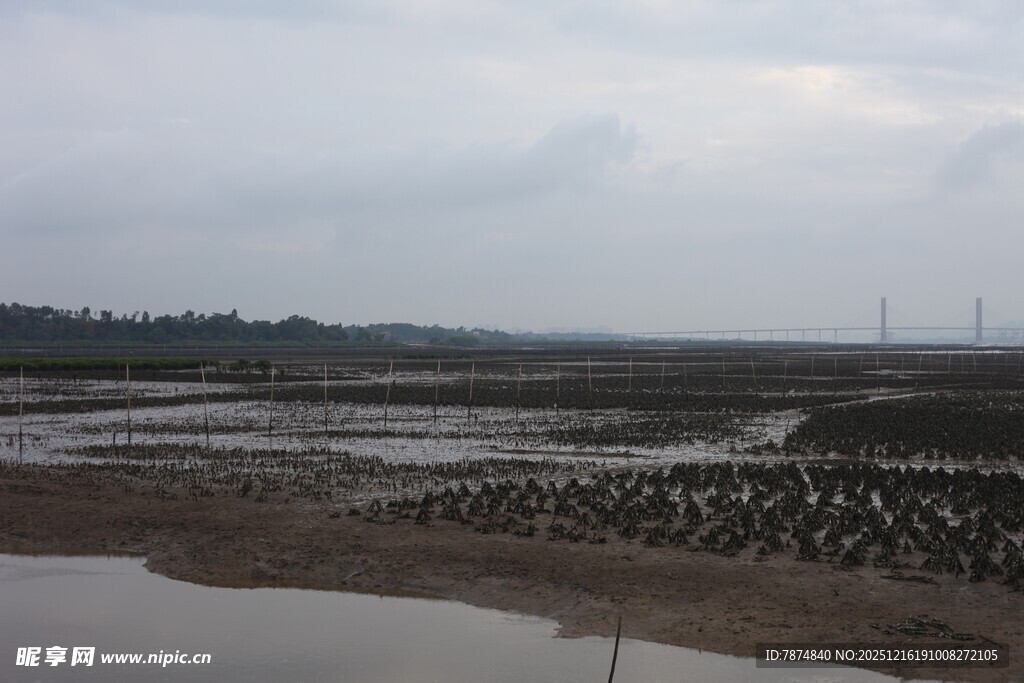 湿地滩涂景象