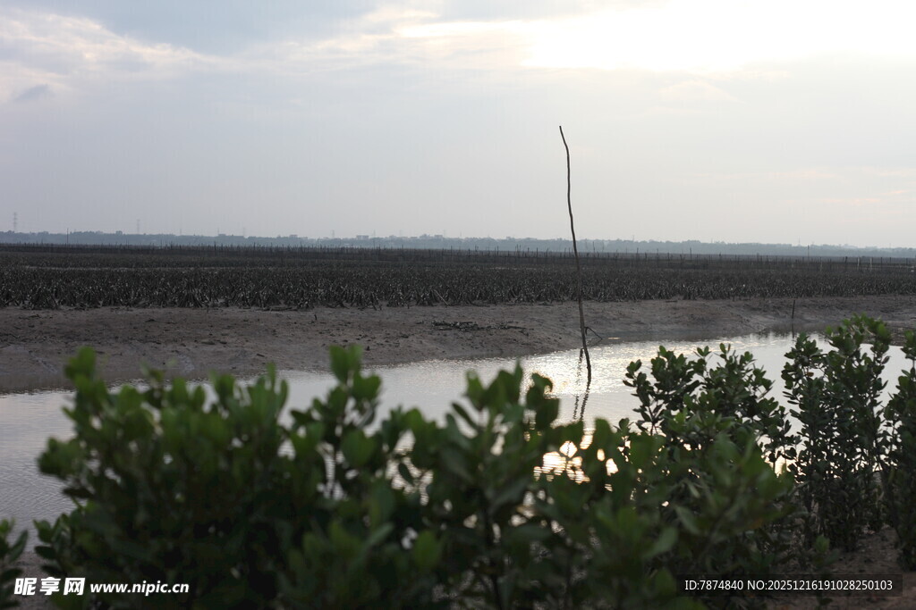 夕阳下的河岸绿植景观