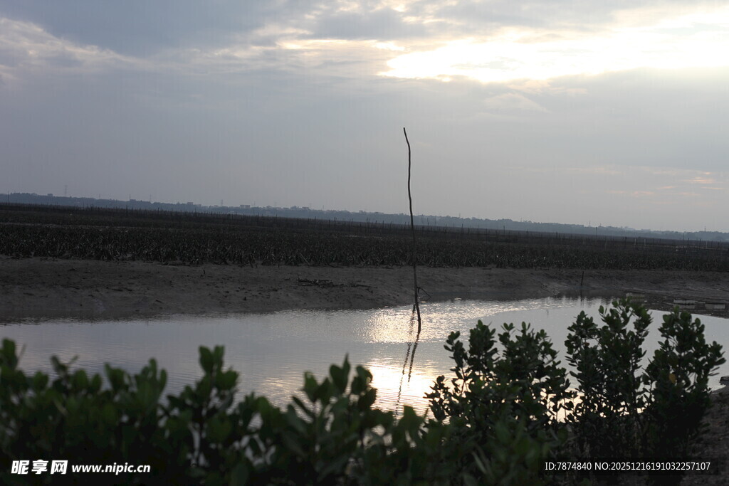 夕阳下的湿地风光
