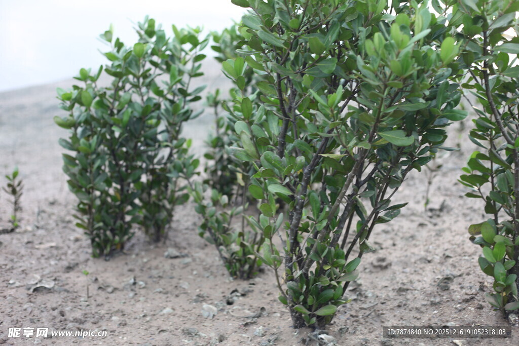 沙地上的绿色灌木丛