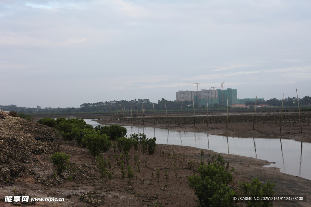 河岸新植苗木景观
